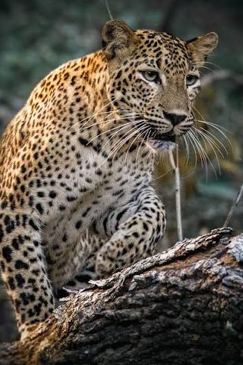 Wildlife