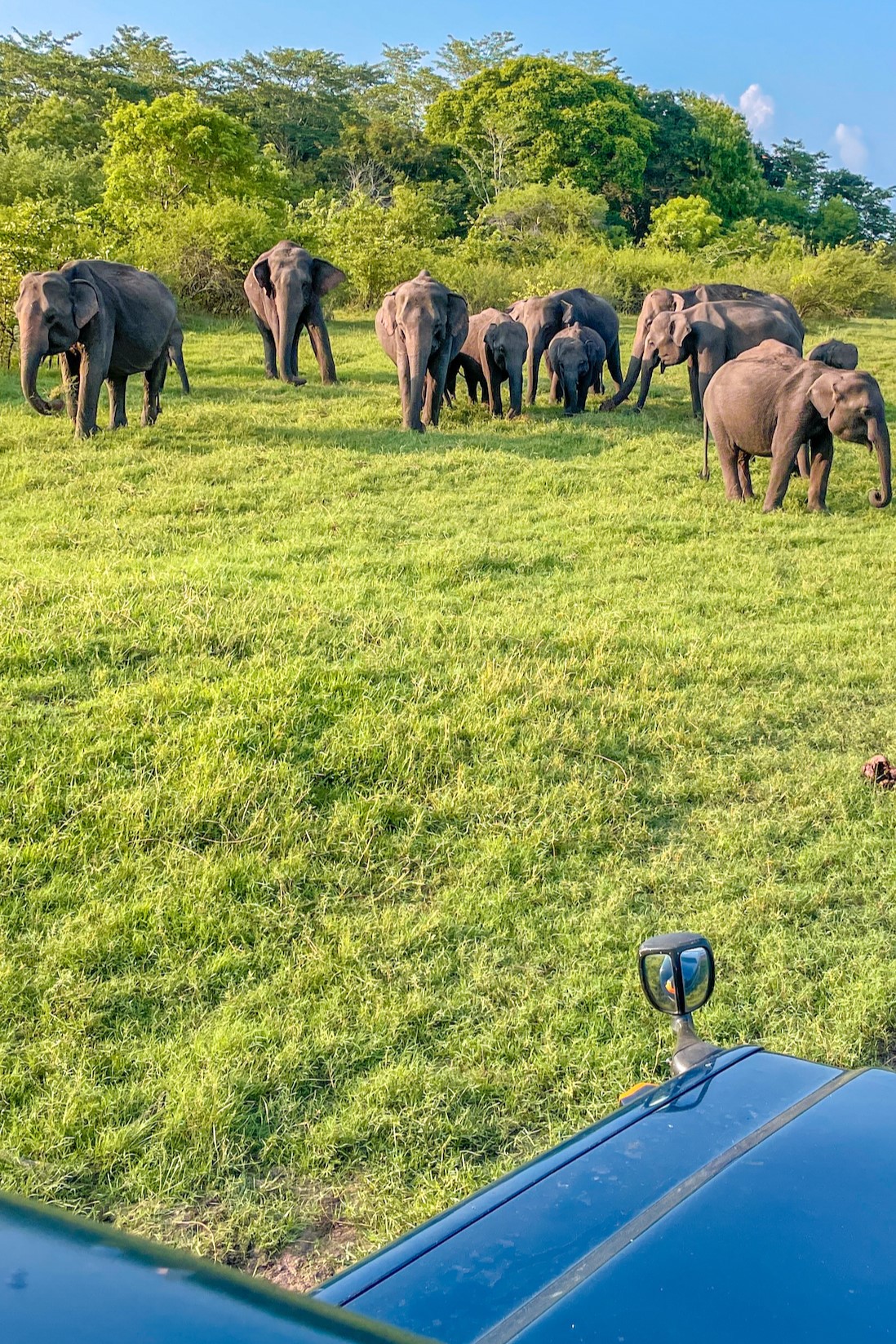 Wildlife